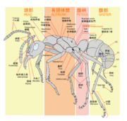 Ant worker morphology.png